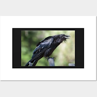 Crow Posters and Art